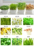 Япония импортированные саженцы гороха, прорастанные кастрюли из ростки бобов, овощей и выращивания травы кошки без саженцев выращивания почвы