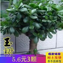 Indoor radiation protection purified air green planting flowers all season jade trees potted glass cuisers palm most meat plants