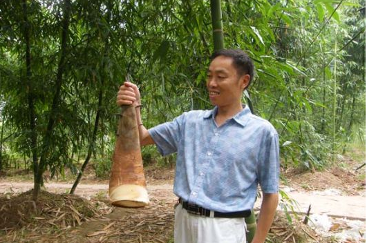 云南甜竹,甜竹竹,甜竹竹进化_大山谷图库