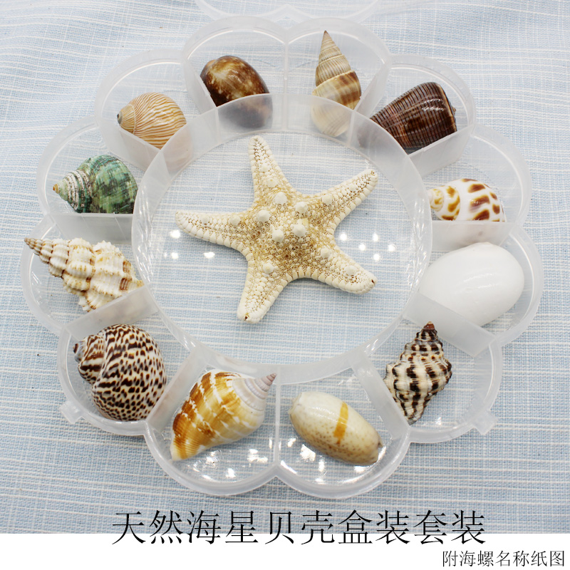Купить Морская раковина Естественная раковина раковины starfish ...