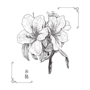 繁花绘/超精致的黑白手绘基础教程 黎莉等 正版书籍 新华书店旗舰店文轩官网 电子工业出版社