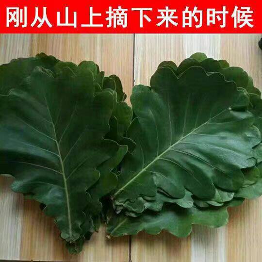 端午粽叶王炸来袭!新鲜菠萝叶+槲叶+柞树叶三合一,包粽子从此告别漏米噩梦!-粽叶-淘宝好物网