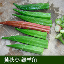  Delicious okra seeds spring summer autumn four seasons sowing vegetable seeds red okra balcony potted oil green and tender fruit seeds