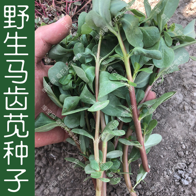 Wild vegetable purslane seeds, sowing vegetable seeds in spring, summer and autumn, longevity vegetables, grasshoppers, balcony potted fields,