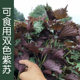 Edible perilla seeds can be sown in spring, summer and autumn as vegetable seeds for balcony potted fields, large fields, purple green leaves, Korean larvae