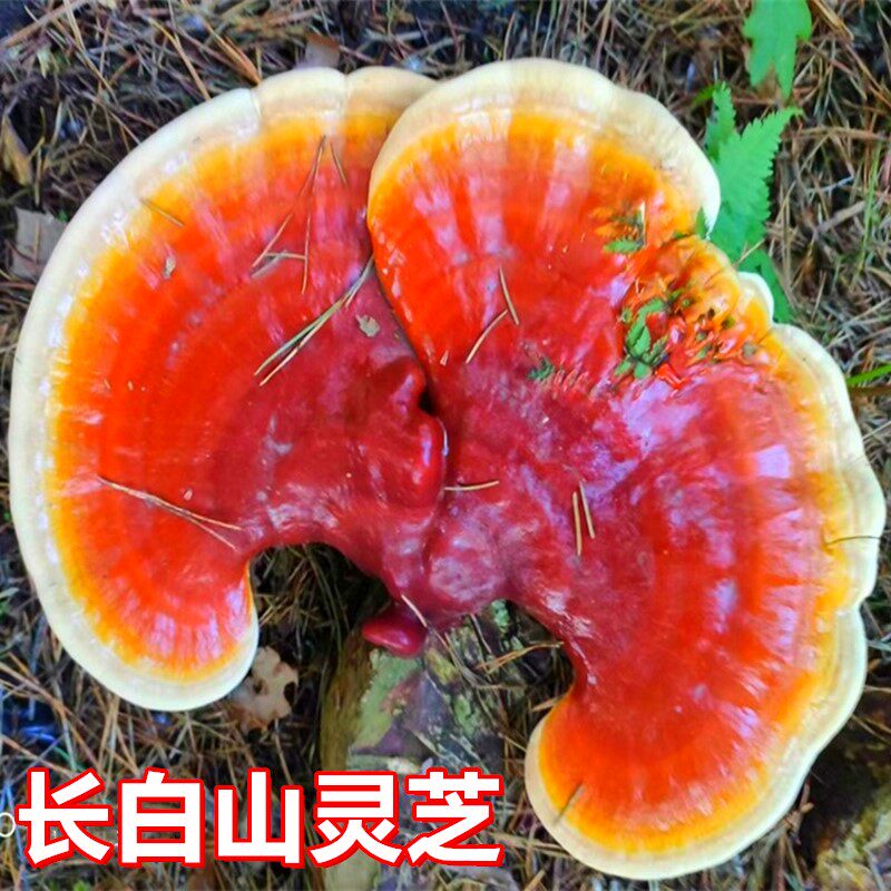 Northeast Jilin Changbai Mountain Fusong wild Ganoderma lucidum Linxia Ganoderma 250g dry goods whole branch bubble medicine wine powder