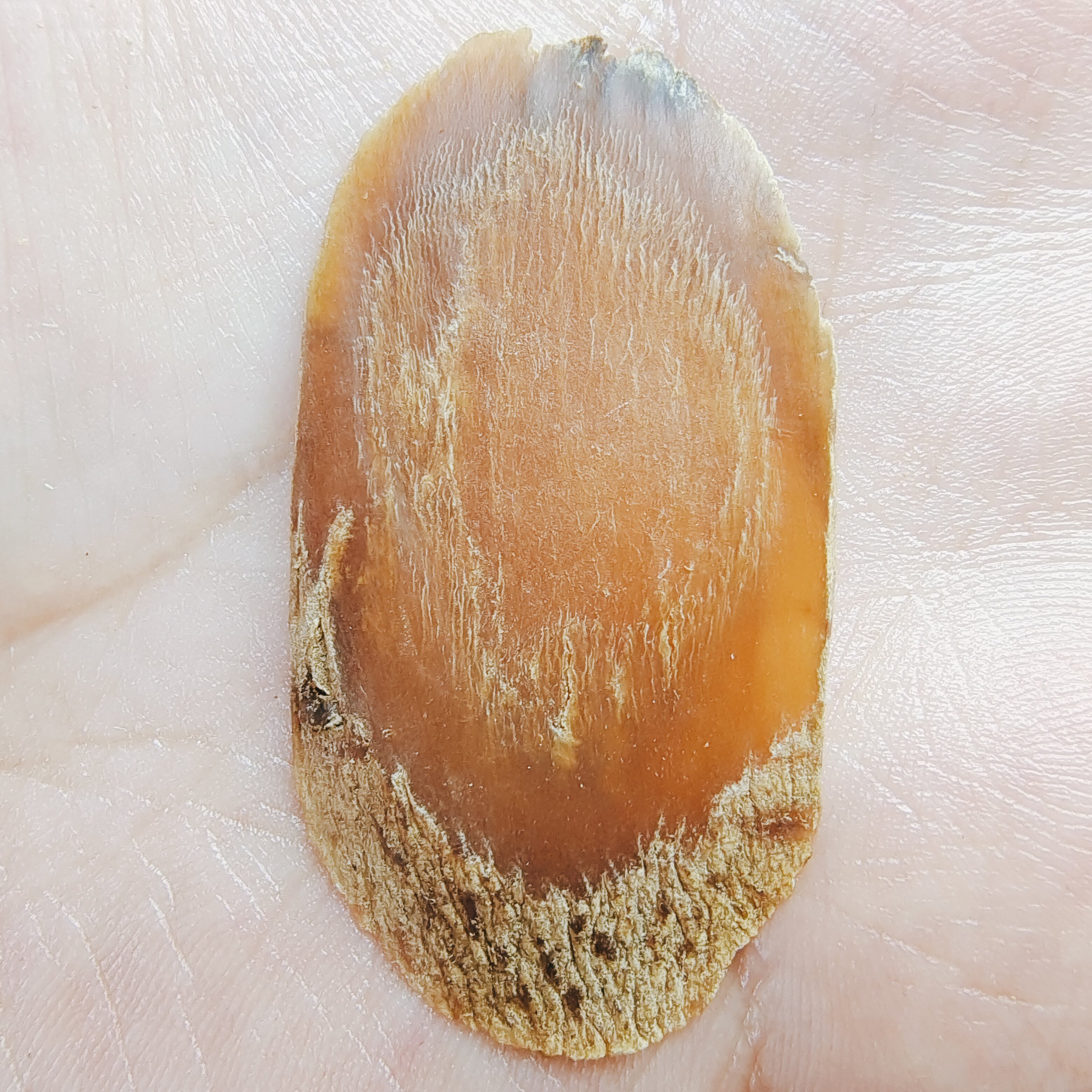 Fidelity 8 years Changbai Mountain ginseng sugar-free red ginseng slices Korean ginseng slices 100g trial manual slices