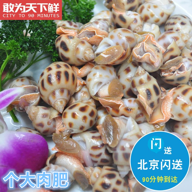 500g Beijing sparkling flower snail fresh fresh live seafood aquatic Dongfeng snail sea snail sea snail sea snail shellfish