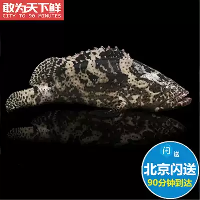 1 5-1 6 Jin 1 Beijing flash send fresh grouper, fresh grouper, fresh gentian grouper