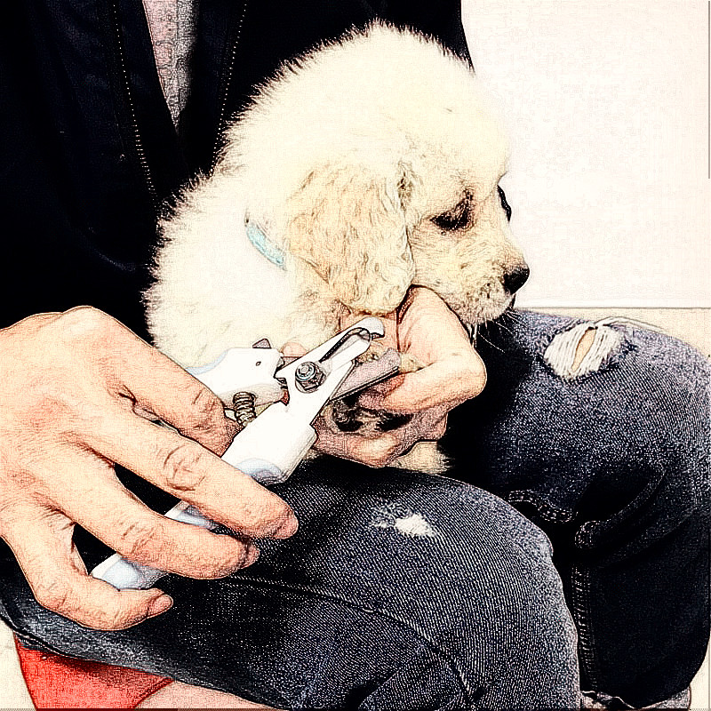 Cut Nail pets Grinding Chia Pooch Fingernail Clippers Nail Clippers Cat Fingernail Clippers Nail Clippers Cat Nail Clippers