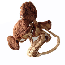 Guoshangren tea tree mushroom Export tea pay mushroom Real ice mushroom bracts do not open umbrella cover tender handle crispy 200g
