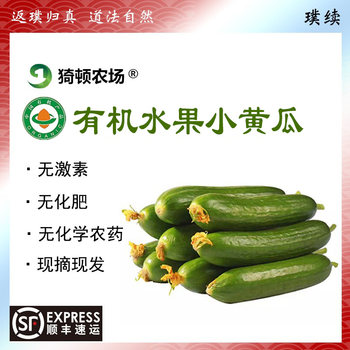 Yidun organic fruit cucumbers are crisp, sweet, tender and fresh