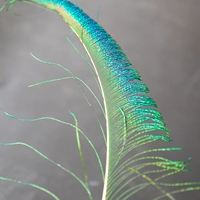 Перья павлина 30 см 6 шт.