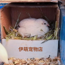 Luding G Alive Fry fertilization Hatching Egg Mini Chicken Pet Bird Watching Chickens Live small quail breeds Eggs Live