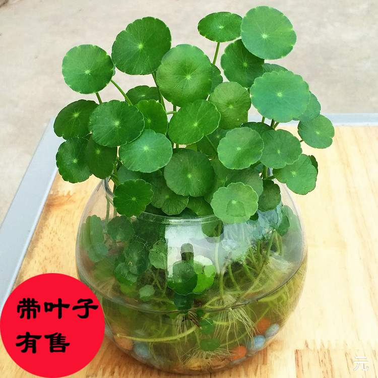 室内盆栽 铜钱草 水盆花卉 方形玻璃花瓶套餐 水培植物铜钱草