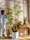 Simulated Tree Fern Plant Golden Monkey Perch High-End Light Luxury Bionic Green Plant Indoor Monkey Head Fern Fake Tree Potted Ornament