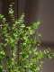 Large Artificial Plant Hanging Bell Flower Tree Potted Plant Indoor Living Room High-End Bionic Green Plant Horse-Dranker Tree Decorative Ornament