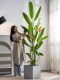 High-End Artificial Bird of Paradise Indoor Green Plant, Potted Strelitzia, Simulated Fake Tree for Landscaping, Light Luxury Decorative Ornament