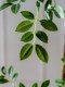Extra-Large Artificial Elm Tree Potted Plant for Indoor Living Room Decoration, Faux Tree, Biomimetic Green Plant, Floor-Standing Decorative Ornament