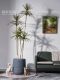 Nordic ins Style Artificial Dragon Blood Tree, Millennium Tree, Fake Tree, Green Plant, Indoor Living Room, Shop Decoration, Potted Plant
