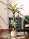 Trendy Artificial Agave Tree Fake Plant Potted Indoor Living Room Landscape Floor Decoration Green Plant Ornament Bonsai