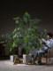 High-End Artificial Green Plant, Cycad Palm Floor-Standing Potted Plant, Landscaping Decoration, Artificial Plant, Living Room Ornamental Plant, Fake Tree