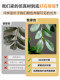 Large simulated green plant elm money tree banyan tree indoor living room high-end floor-standing potted fake tree decorations atmosphere ornaments