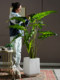 New Artificial Plant Salian Calla Lily Potted Fake Tree Indoor Living Room Bionic Green Plant Landscape Decoration Ornament