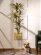 Trendy Artificial Multicolored Dragon Blood Tree Potted Plant for Living Room Plastic Flower Floor-Standing Plant Decoration Ornament