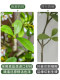 Large Artificial Green Plants for Indoor Decoration, High-End Artificial Flower Trees, Island Spring Flowers, Bionic Plants, Landscaping Potted Ornaments