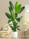 Large Artificial Plant Traveler's Banana Tree Bird of Paradise Indoor Potted Landscaping Bionic Green Plant Fake Tree Floor-Standing Decorative Ornament