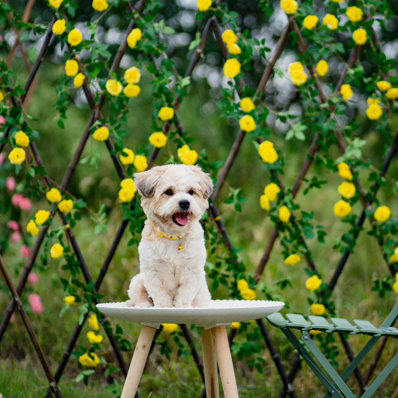 Simulation of rose vine cane suspension ceiling wall air conditioning pipeline to block beautification of woven plastic silk flower decoration