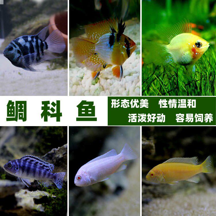 Three Lakes Cichlid Aquarium fish Mini parrot Small fish Snapper Family fish Live short snapper Golden Wave horse Snapper Tropical fish