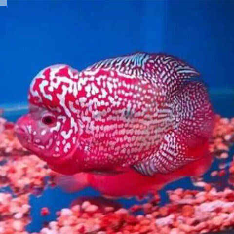 Arhat seedling Hongyun Thailand Golden flower Snake red monkey Desa fish Peacock scavenger Freshwater live ornamental fish