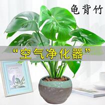 Monstera green plant potted plants absorb formaldehyde artifact new house housewarming office living room potted plants to feed fairy cave turtle back