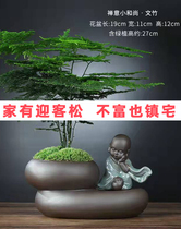 Welcome pine boxwood potted bonsai good to support and easy to live green plants living room flowers four seasons evergreen purifying air decorations