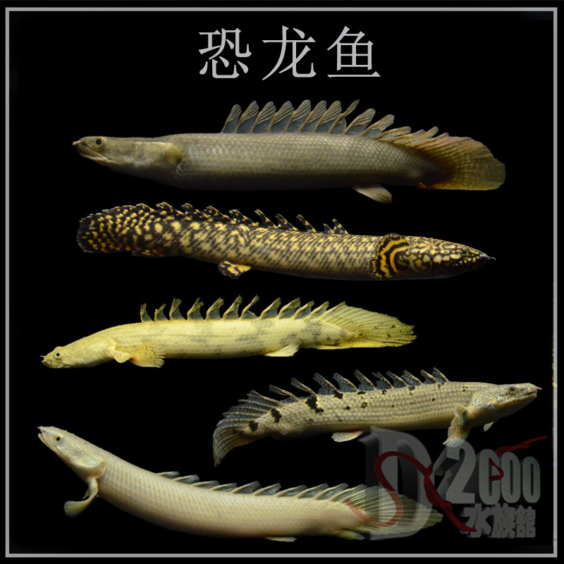恐龙鱼活体黄金虎纹九节红眼金大花鳄鱼斑节刚果皮卡丘大型观赏苗