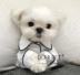 chó Pháp Hàn Quốc quần áo chân Teddy VIP Bichon trong bộ đồ ngủ quần áo mùa hè nhỏ thơm mùa hè gió quần áo vật nuôi - Quần áo & phụ kiện thú cưng