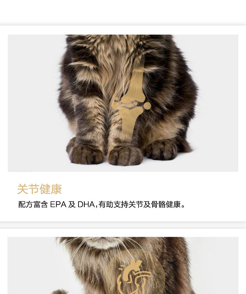 Royal Cat Food Maine thành thức ăn cho mèo MC31 2kg thú cưng Mèo Maine thức ăn tự nhiên đặc biệt thức ăn tốt cho mèo