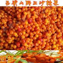  Lvliang mountain slopes fresh sea buckthorn fruit Wild natural sea buckthorn fresh fruit can be squeezed raw juice to make enzymes