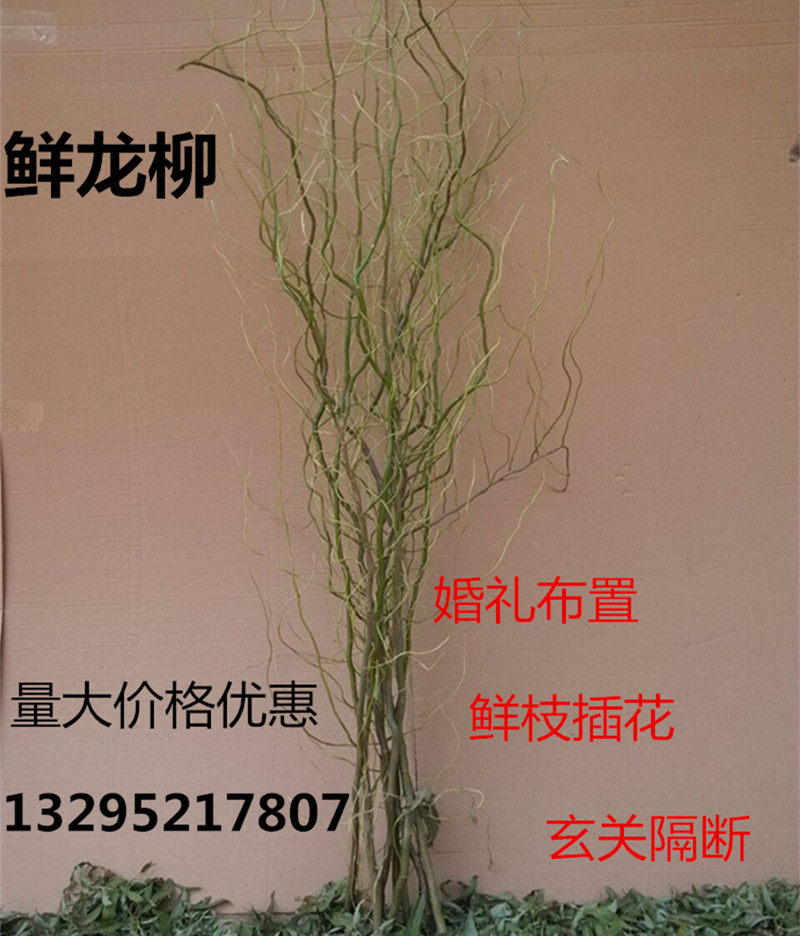 鲜龙柳插花辅材活龙柳婚庆专用拱门云龙柳鲜枝客厅落地装饰树枝 最后3天 云龙 拱门 插花 婚庆 树枝途虎网
