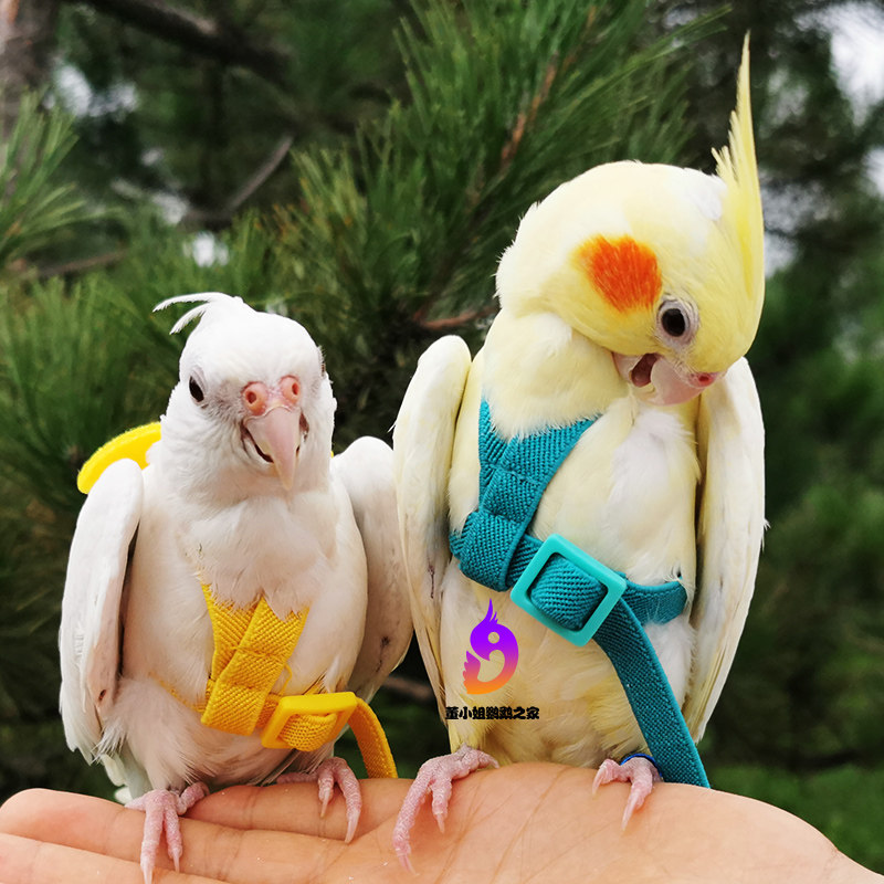Parrot put flying rope to fly and hold baby bag style for anti-flying rope light walking bird rope peony Xuanfeng and other anti-throw Beijing