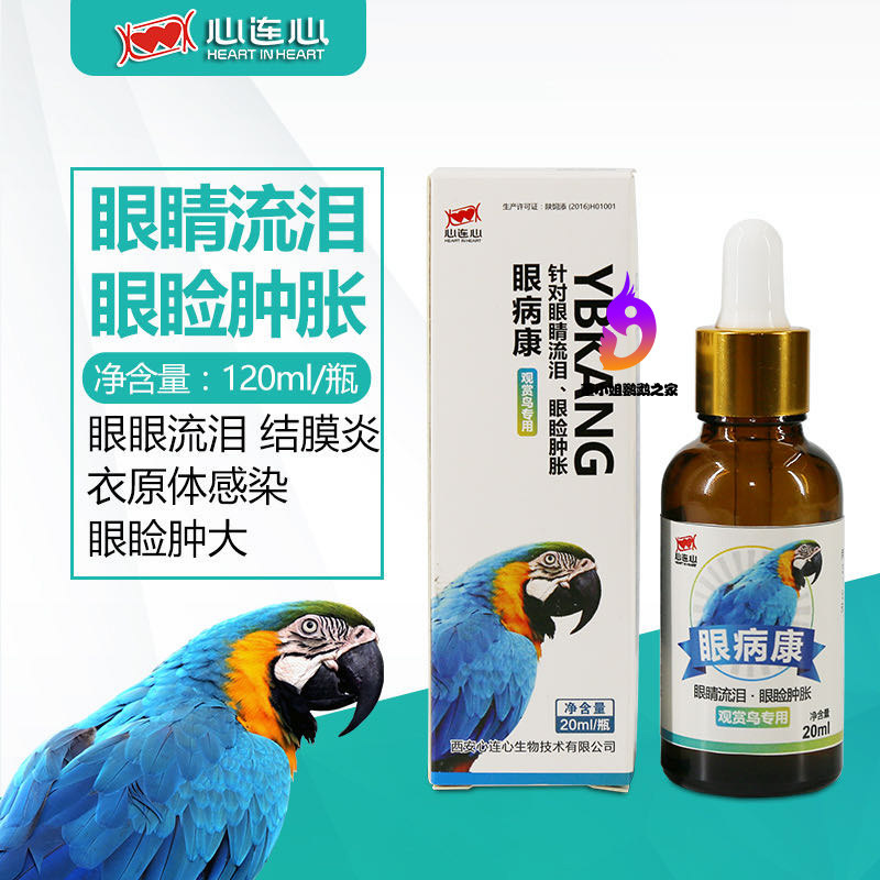 Heart-to-heart parrot single eye cold eye disease redness swollen tears chlamydia keratitis eye disease health bird medicine treatment