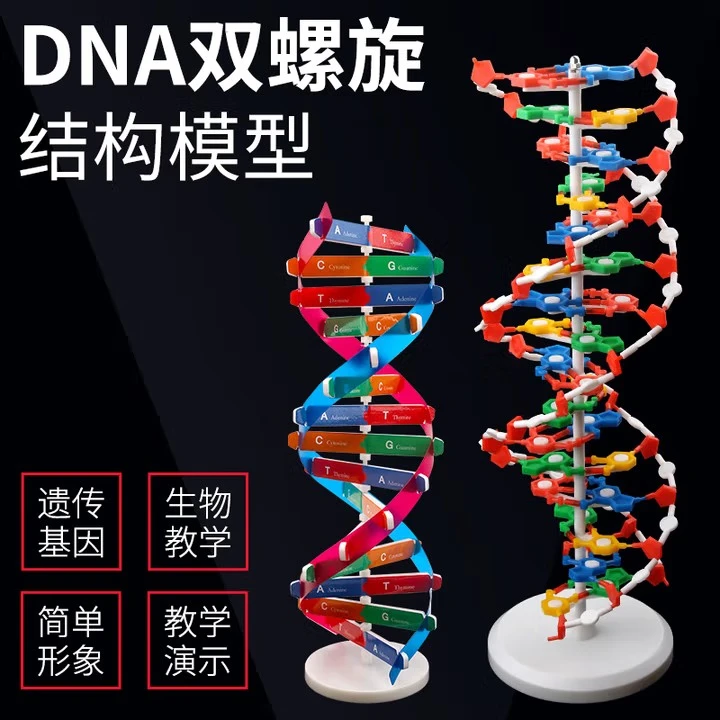 DNA双螺旋结构模型拼接遗传基因和变异diy初高中化学生物实验器材