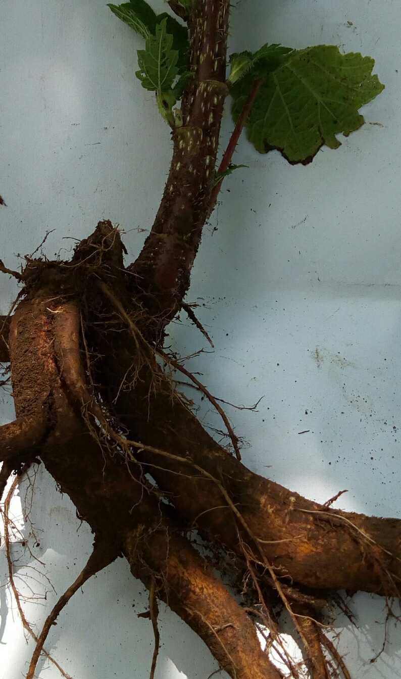 Yunnan fresh root nettle grass grass root fresh root 500g