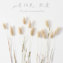 Dog and rabbit tail grass dried bouquet photo props ins Pastoral style shooting pendulum decorative food photography ornaments
