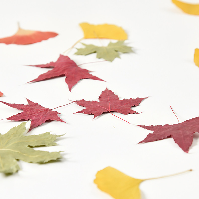 Ins Sen-Fan Retro Dry Flower Ginkgo Leaf Leaf Leaf Specimen Food Photography Decoration Background Fittings