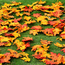 Monolithic maple leaf Autumn deciduous false leaf Simulation leaf Single leaf Yellow ginkgo wedding window decoration leaf