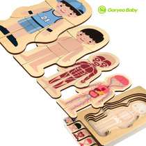 Kindergarten early teaching aids wooden children multi-layer puzzle boys and girls human body structure jigsaw puzzle body parts cognition