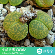 (Jing Jing House)Yellow Green Purple Hoon C036A Lithops Albinica Raw Stone flower seeds